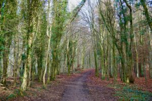 Wisebodies - a tranquil forrest walk with leafy trees and a path leading through the forrest.